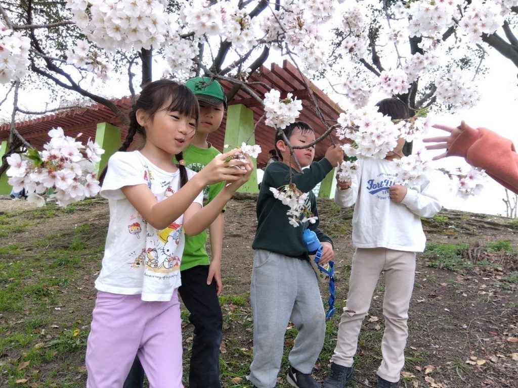 オハナピース花園町
住之江公園の桜を見る児童
